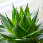 Aloe