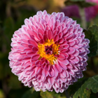 Chrysanthemum