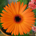 Gerber Daisy