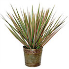 Red-Edged Dracaena