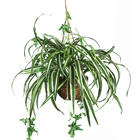 Spider Plant